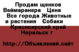 Продам щенков Веймаранера › Цена ­ 30 - Все города Животные и растения » Собаки   . Красноярский край,Норильск г.